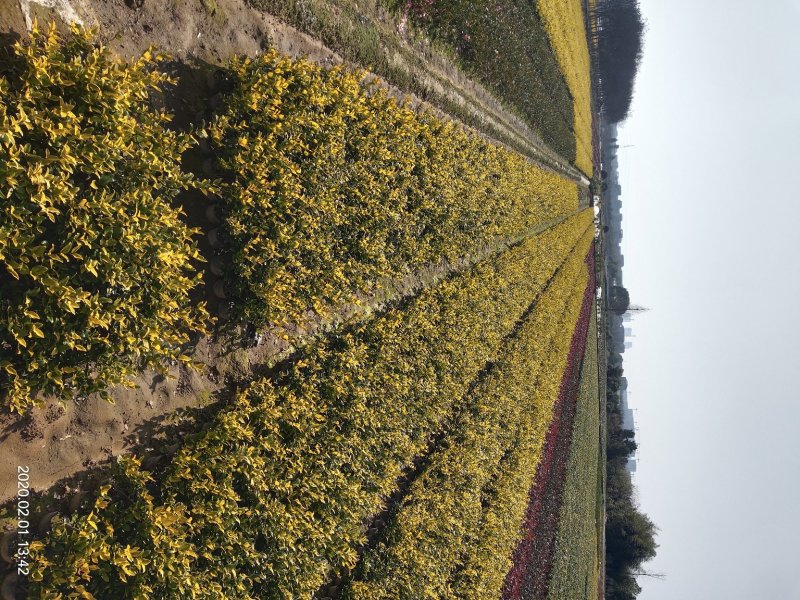 金森女贞大杯苗