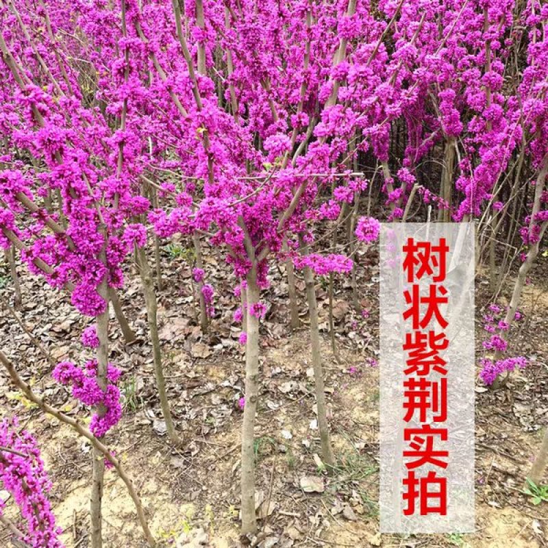 紫荆花苗紫荆树苗多花丛生高杆紫荆树苗满条红树苗庭院景观树