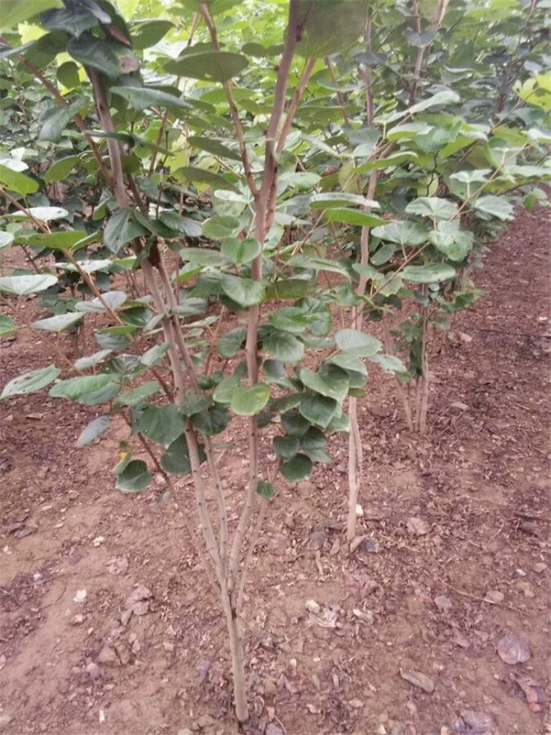 紫荆花苗紫荆树苗多花丛生高杆紫荆树苗满条红树苗庭院景观树