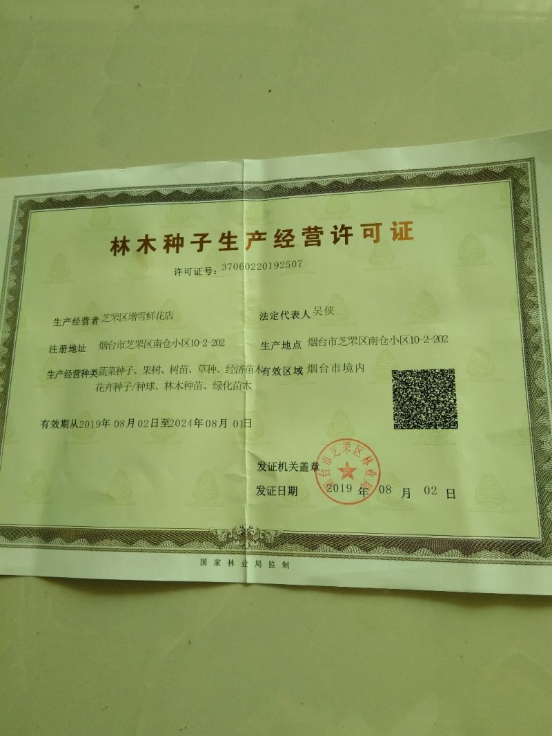 紫荆花苗紫荆树苗多花丛生高杆紫荆树苗满条红树苗庭院景观树