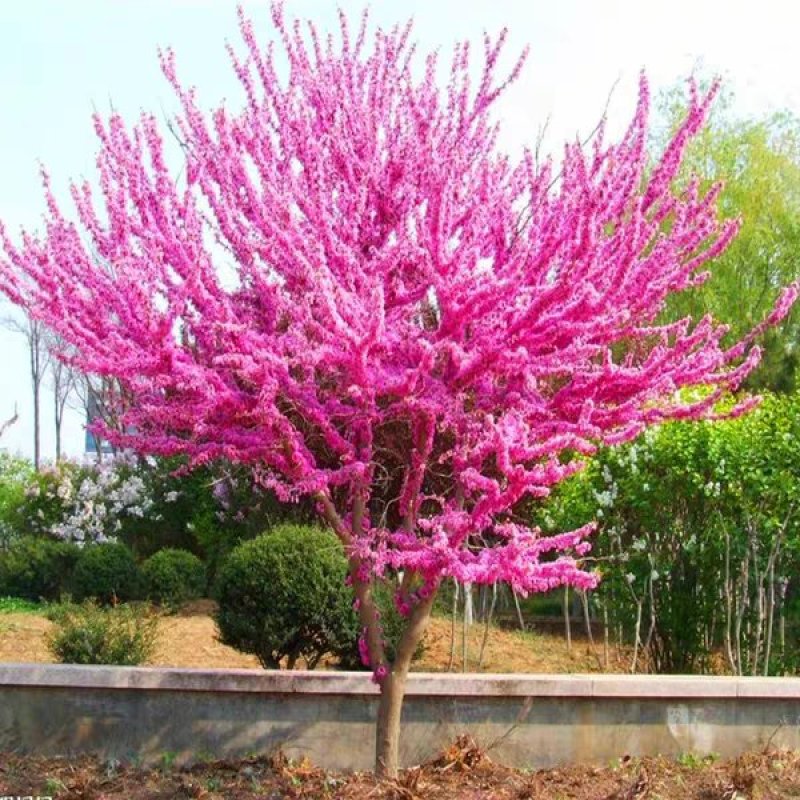 紫荆花苗紫荆树苗多花丛生高杆紫荆树苗满条红树苗庭院景观树