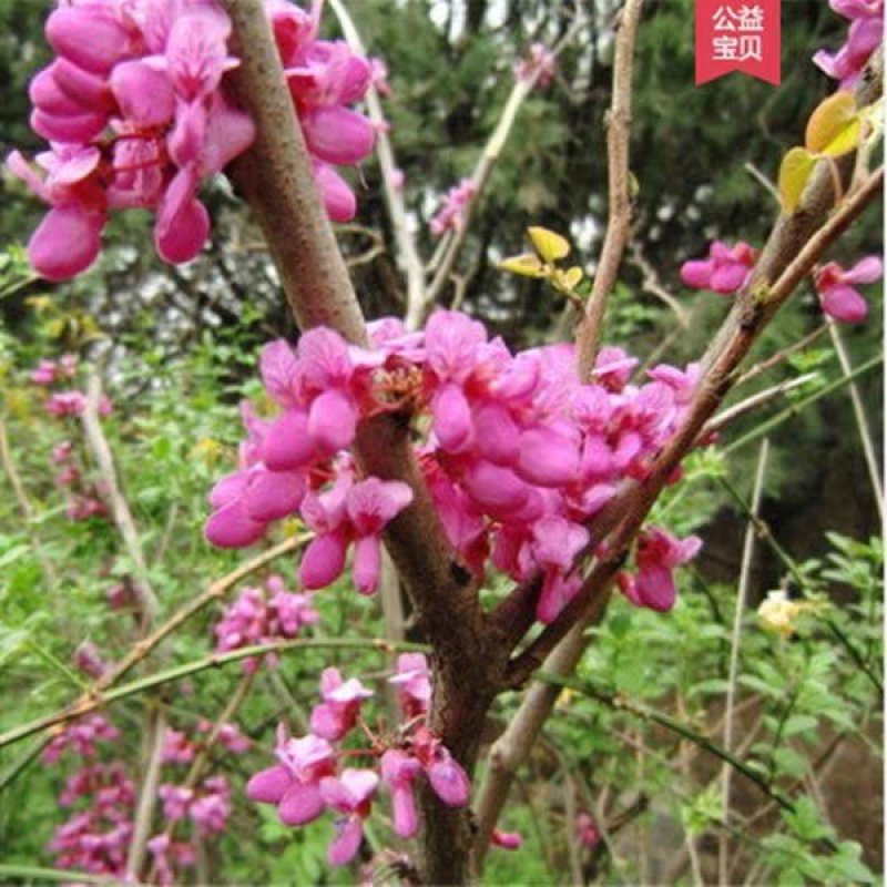 紫荆花苗紫荆树苗多花丛生高杆紫荆树苗满条红树苗庭院景观树