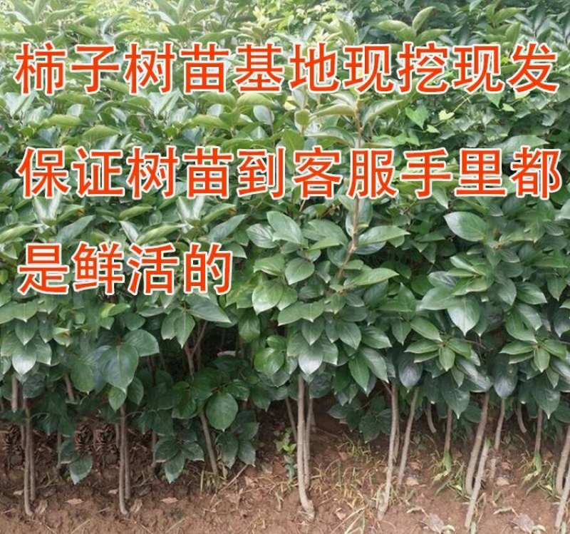 柿子树苗甜柿子树苗摘下就吃柿苗南北方种植