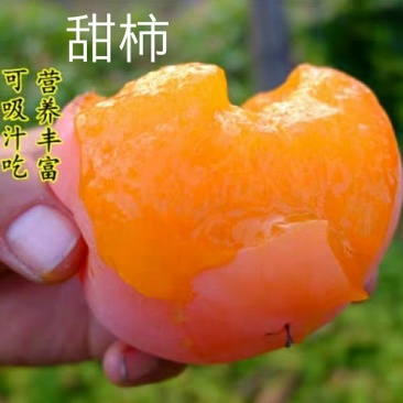 柿子树苗甜柿子树苗摘下就吃柿苗南北方种植