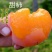 柿子树苗甜柿子树苗摘下就吃柿苗南北方种植
