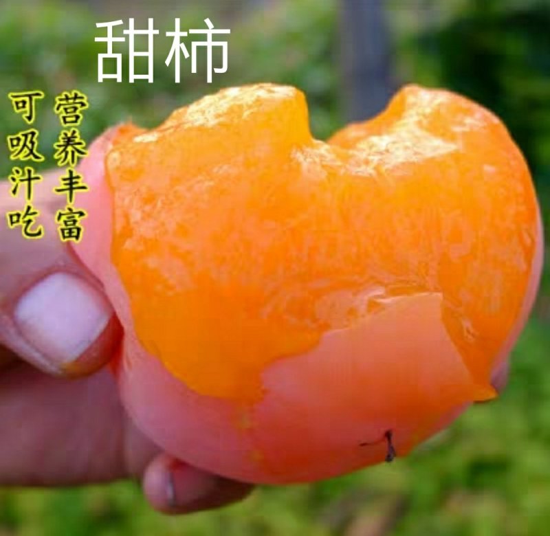 柿子树苗甜柿子树苗摘下就吃柿苗南北方种植