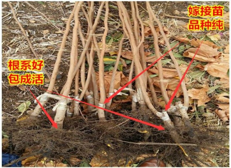 柿子树苗甜柿子树苗摘下就吃柿苗南北方种植