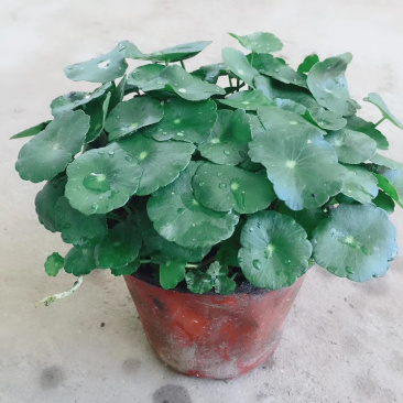 铜钱草