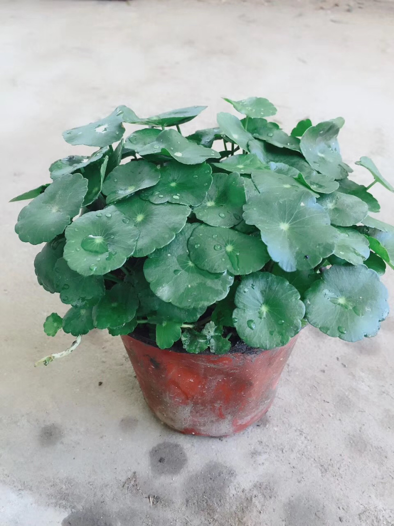 铜钱草