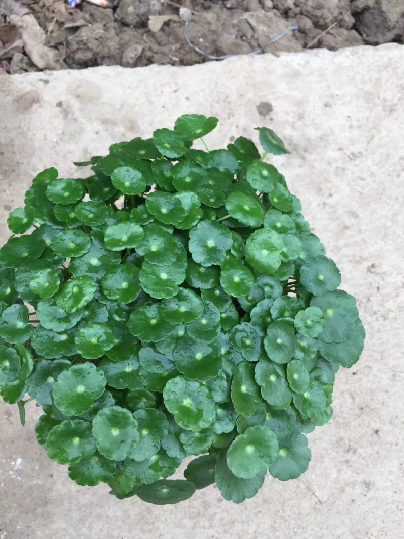 铜钱草