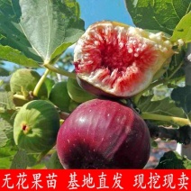 优质无花果苗波姬红无花果苗一年苗当年挂果包品种包成