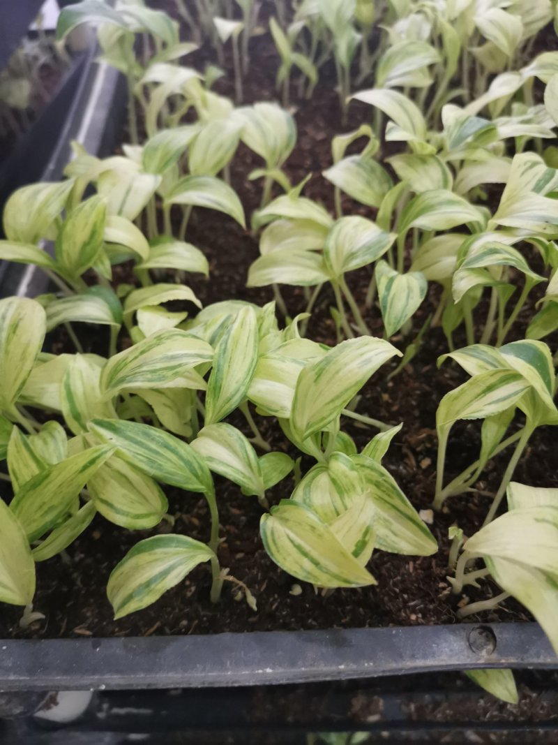 竹芋玫瑰红穴盘苗72孔组培苗基地直销耐摆放植物