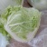 焦作武陟优质大白菜