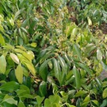 桂味荔枝嫁接苗带叶子发货广西苗圃包正宗
