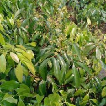 桂味荔枝嫁接苗带叶子发货广西苗圃包正宗