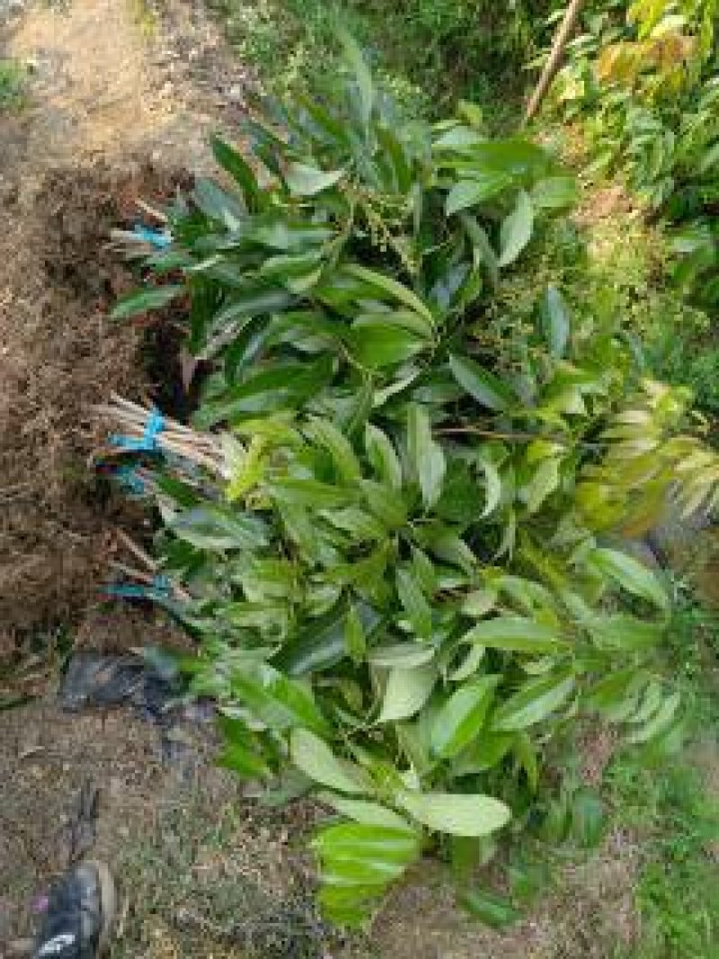 桂味荔枝嫁接苗带叶子发货广西苗圃包正宗