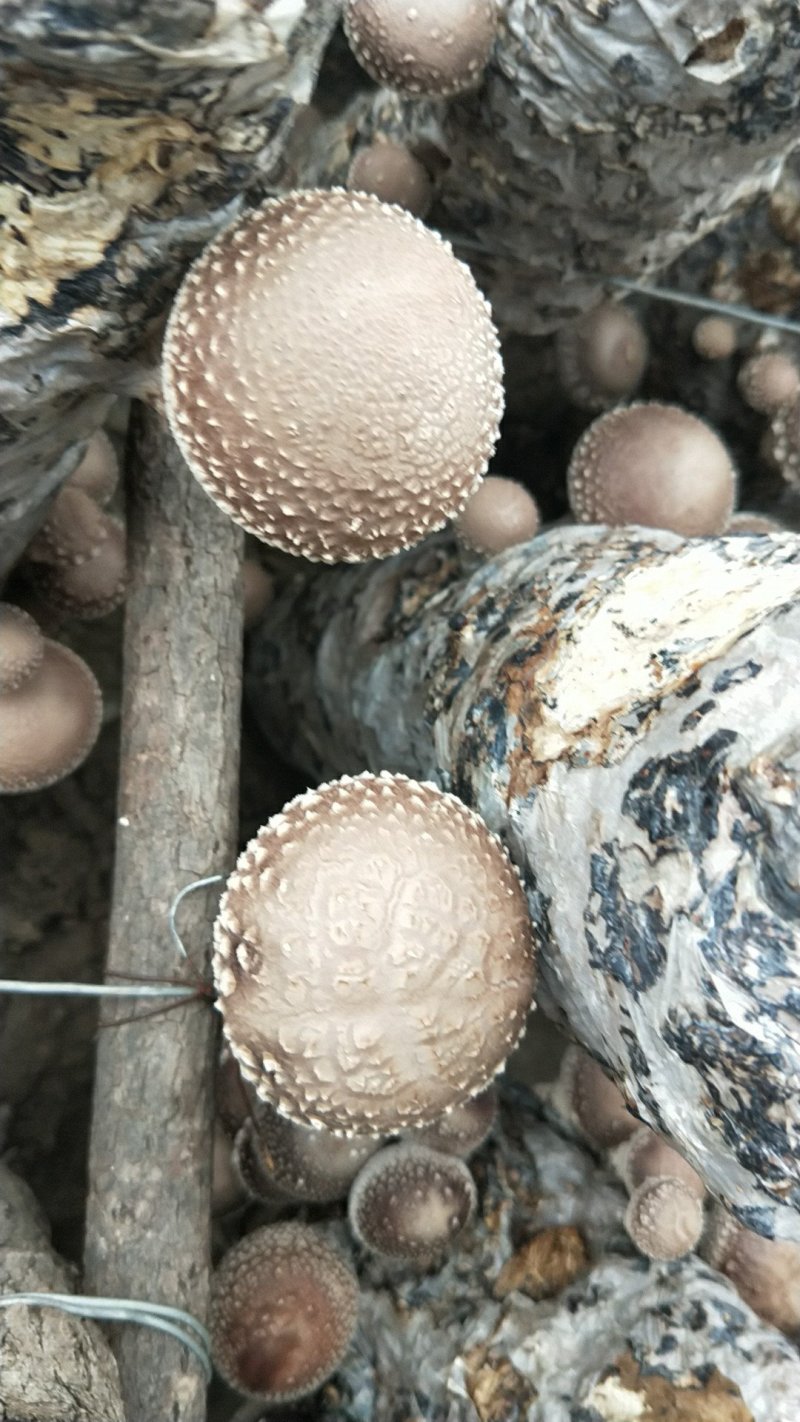 菌棒，香菇菌棒808，夏菇，自己做的，15/55，拉去直