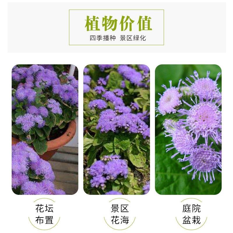 大花藿香蓟花种藿香蓟种子阳台盆栽草本花卉植物大苗花期长花