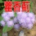 大花藿香蓟花种藿香蓟种子阳台盆栽草本花卉植物大苗花期长花