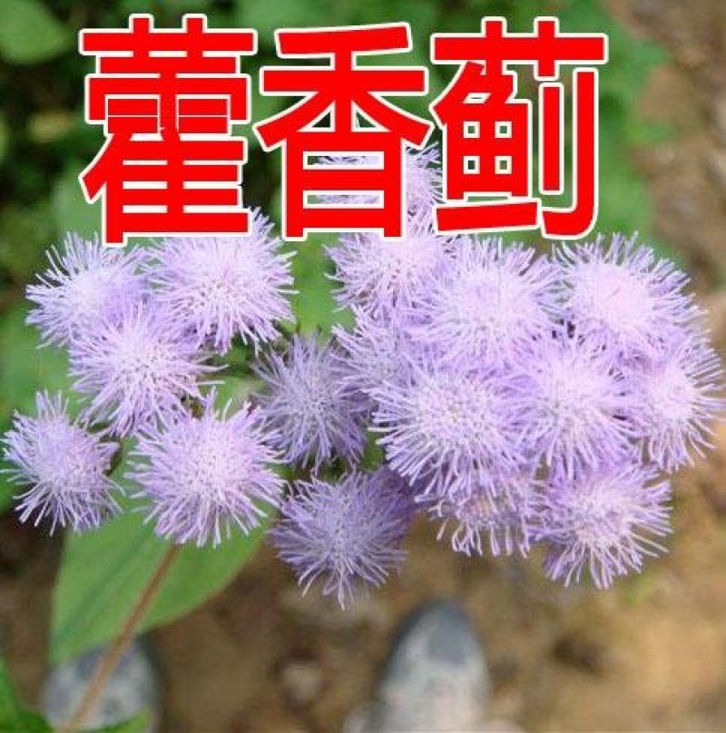 大花藿香蓟花种藿香蓟种子阳台盆栽草本花卉植物大苗花期长花
