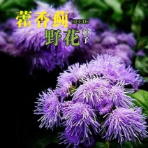 大花藿香蓟花种藿香蓟种子阳台盆栽草本花卉植物大苗花期长花