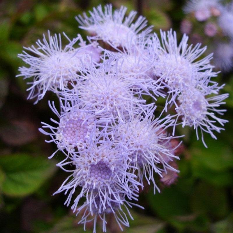 大花藿香蓟花种藿香蓟种子阳台盆栽草本花卉植物大苗花期长花