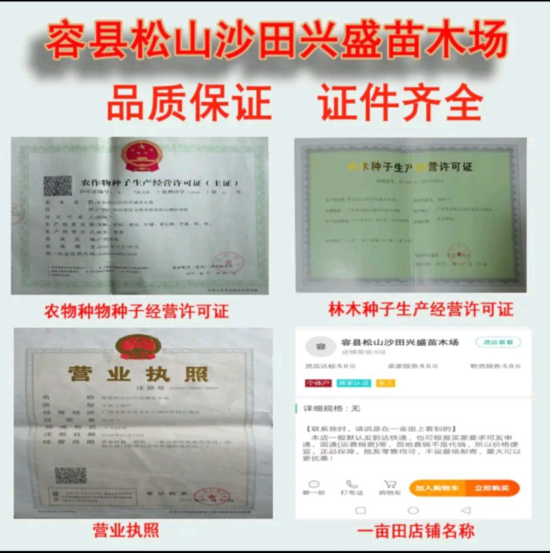 黑叶荔枝树苗嫁接苗包正宗广西苗圃发货