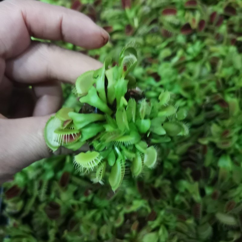 捕蝇草食虫草食蝇草组培种植穴盘苗128孔