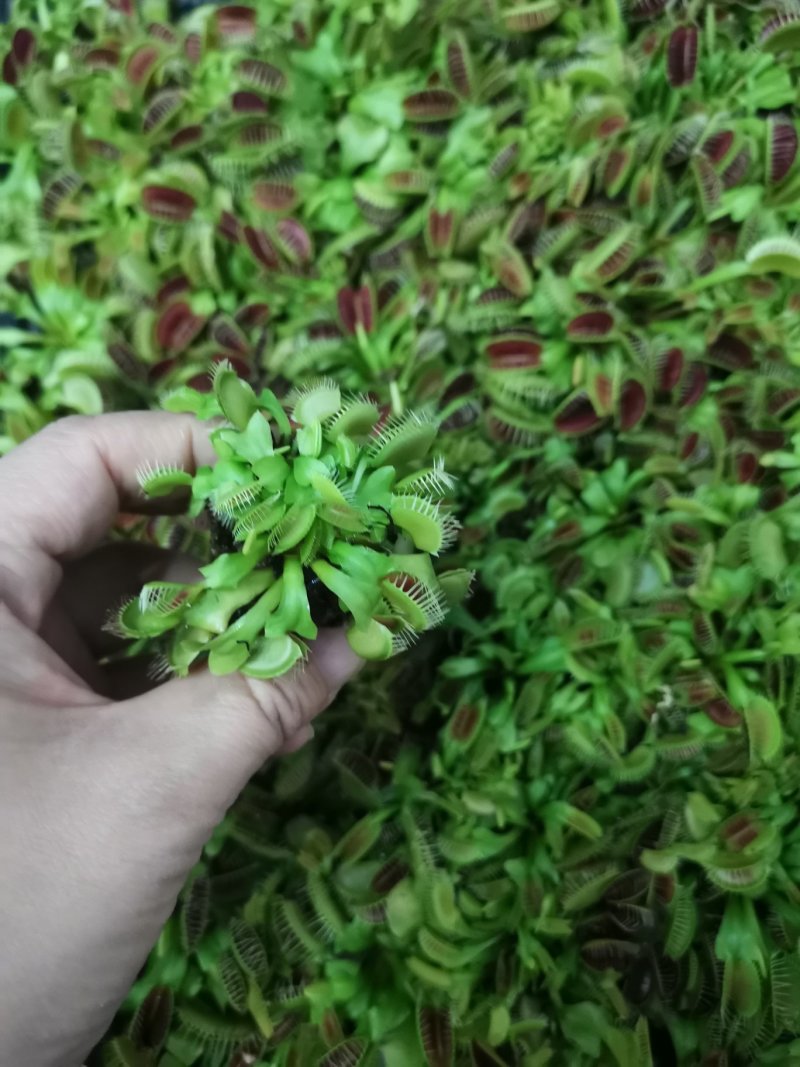 捕蝇草食虫草食蝇草组培种植穴盘苗128孔