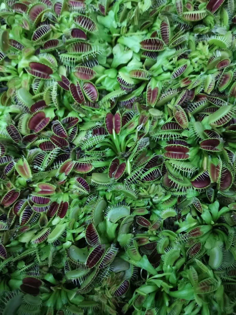 捕蝇草食虫草食蝇草组培种植穴盘苗128孔