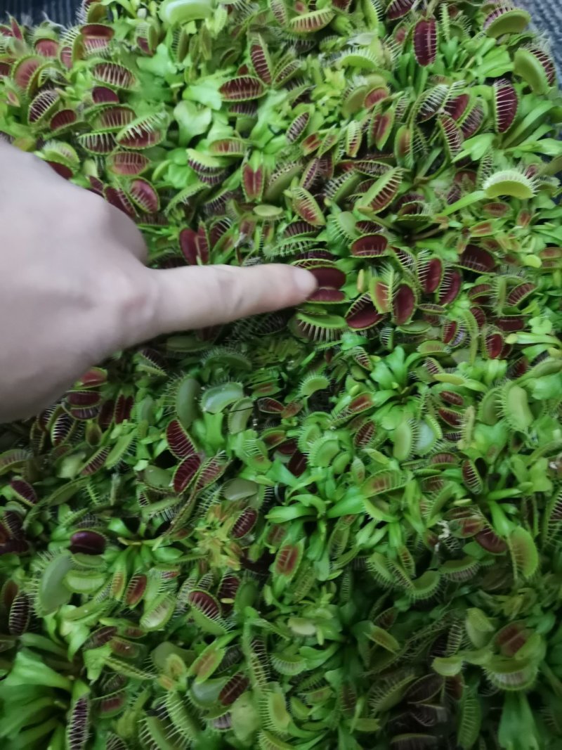 捕蝇草食虫草食蝇草组培种植穴盘苗128孔