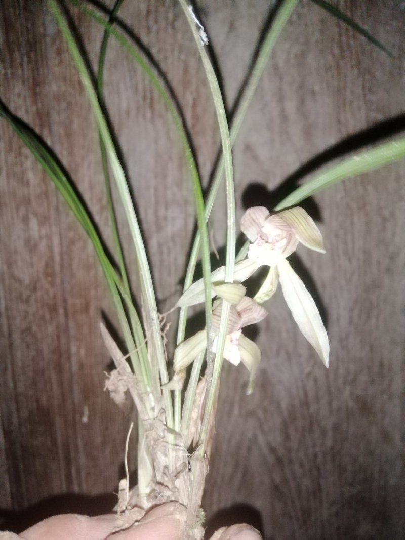 野生下山兰花