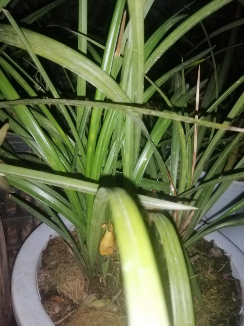 野生下山兰花