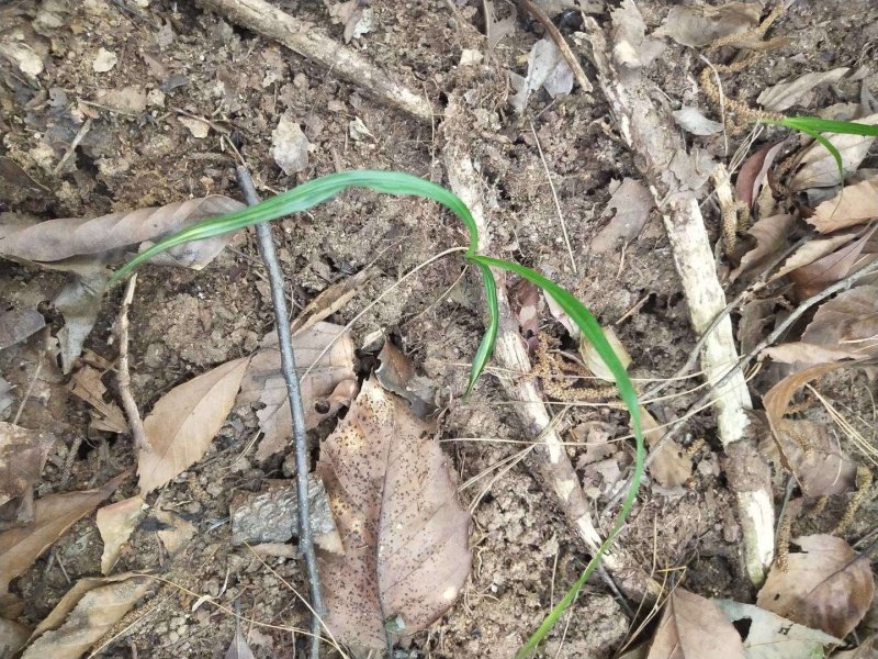 野生下山兰花
