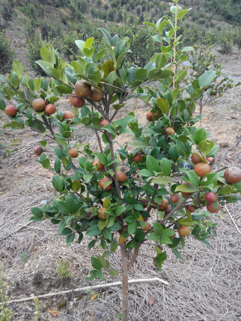 长林系列嫁接油茶苗，品种良