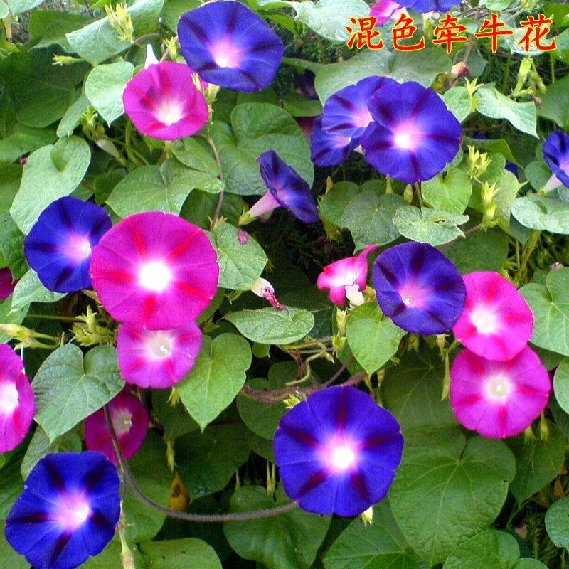 牵牛花种子爬藤植物矮喇叭花阳台庭院四季种易活爬山虎羽叶茑