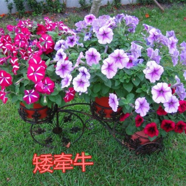 牵牛花种子爬藤植物矮喇叭花阳台庭院四季种易活爬山虎羽叶茑