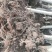 107无病虫害，抗碱耐涝，成活率高，带土球耐运输。