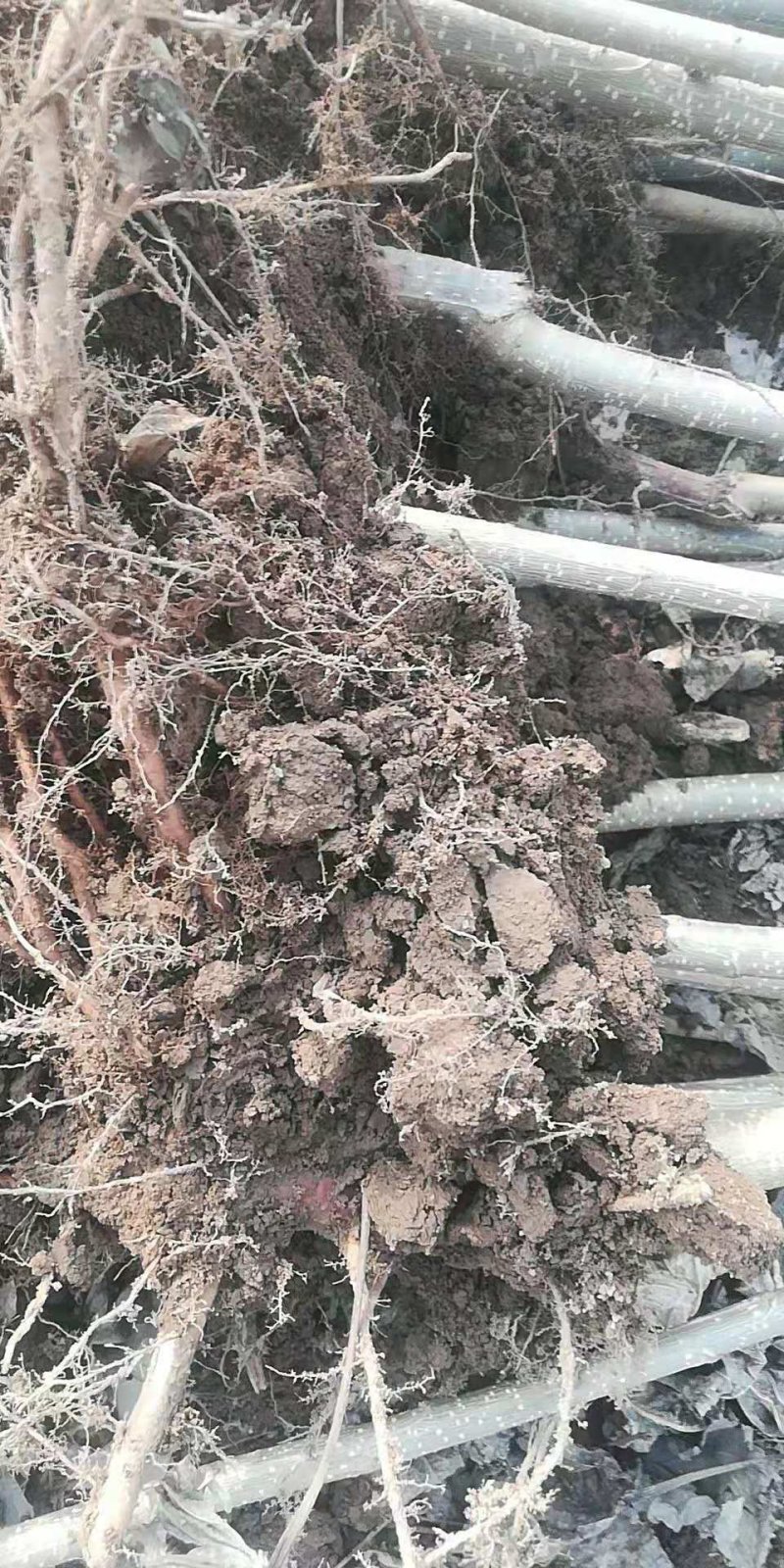 107无病虫害，抗碱耐涝，成活率高，带土球耐运输。