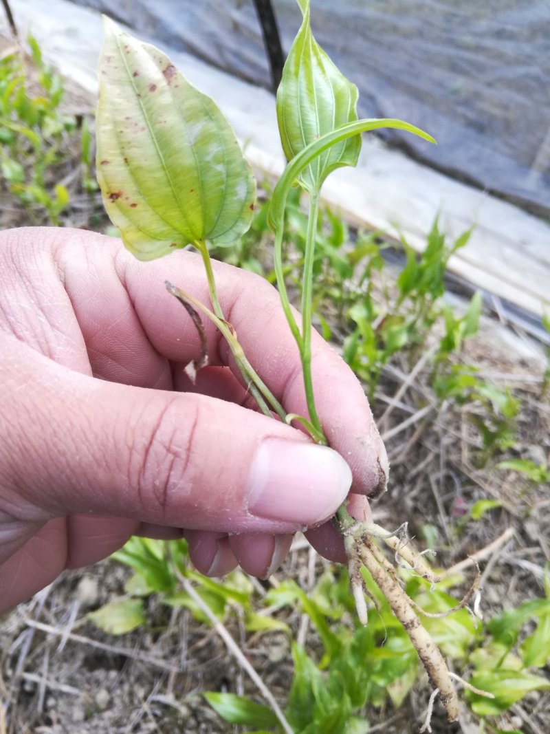 出售百部苗红花百部苗
