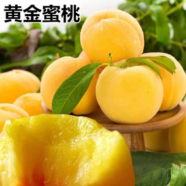 极早熟黄桃苗黄金蜜桃盆栽地栽嫁接桃树苗南北方种植