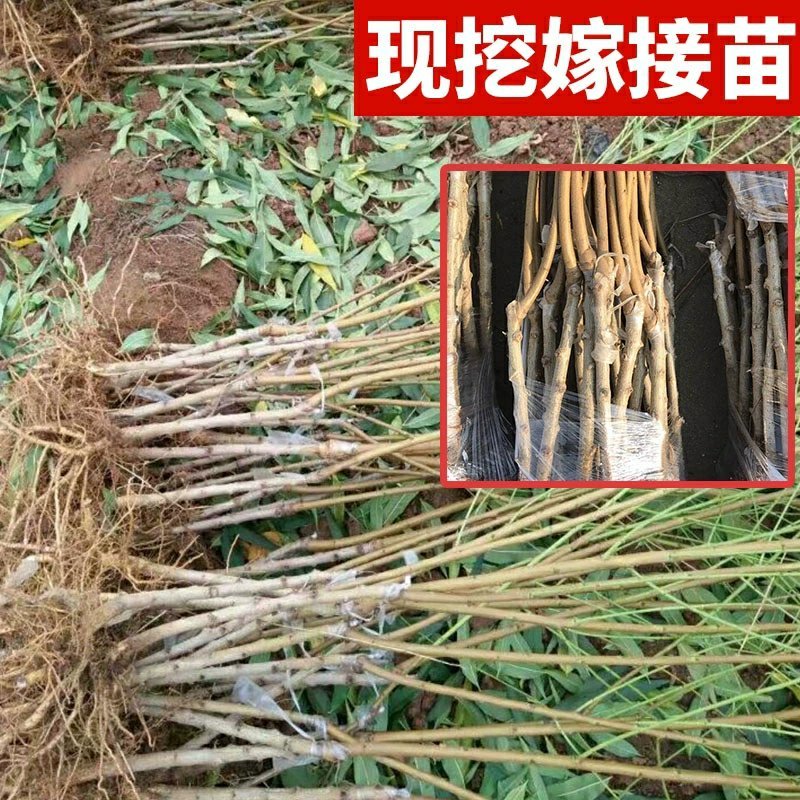 极早熟黄桃苗黄金蜜桃盆栽地栽嫁接桃树苗南北方种植
