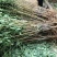 极早熟黄桃苗黄金蜜桃盆栽地栽嫁接桃树苗南北方种植