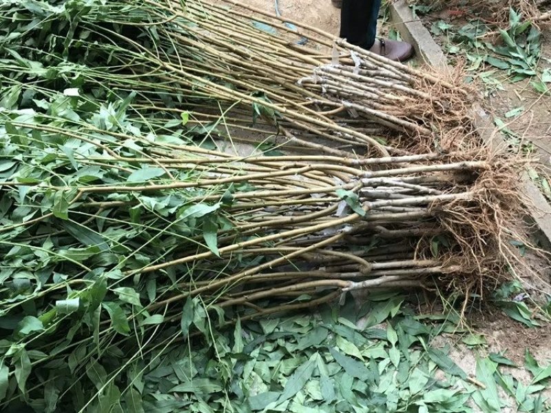 极早熟黄桃苗黄金蜜桃盆栽地栽嫁接桃树苗南北方种植