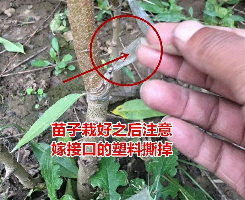 极早熟黄桃苗黄金蜜桃盆栽地栽嫁接桃树苗南北方种植
