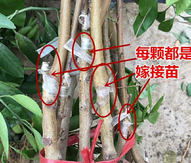 极早熟黄桃苗黄金蜜桃盆栽地栽嫁接桃树苗南北方种植