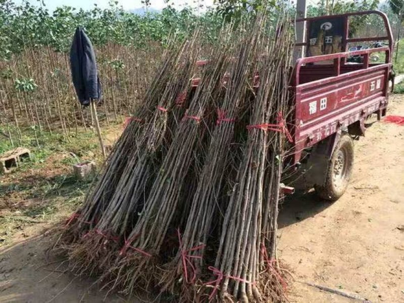 银杏树叶子有绿变黄适合南北方种植成活率高大小规格齐全