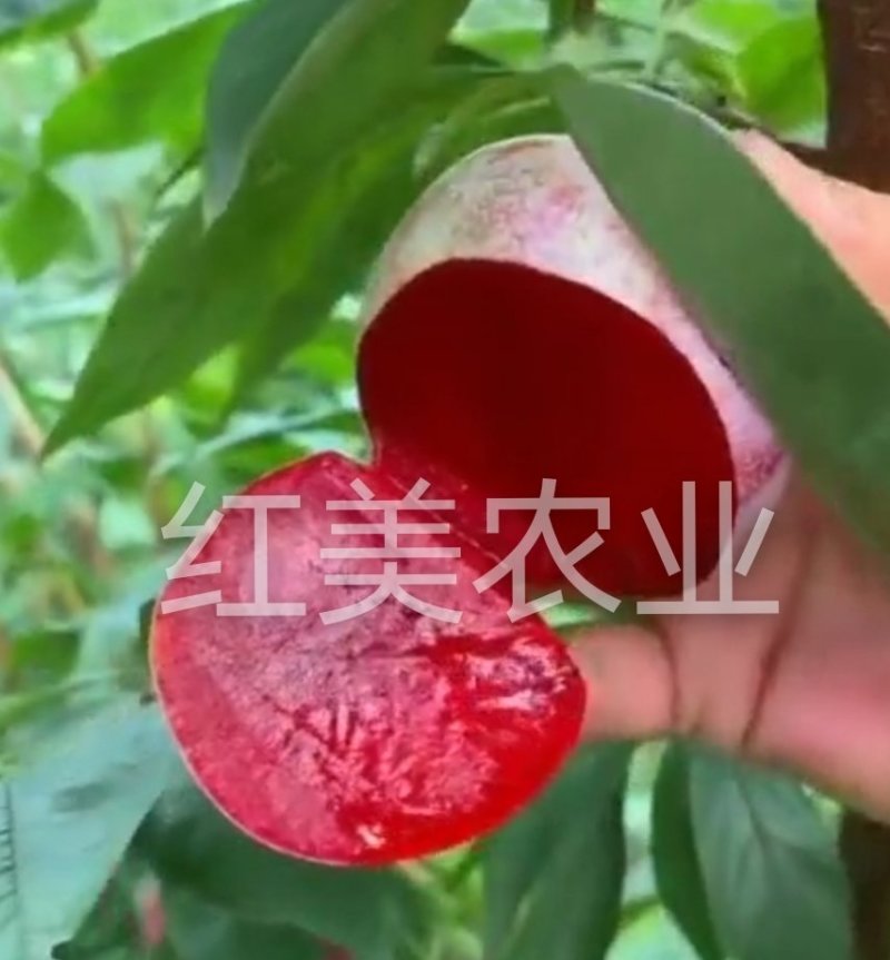 【新品】风味无核血桃苗改良新品自然无核甜度高包邮