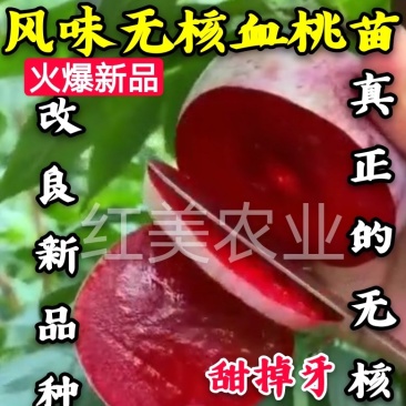 【新品】风味无核血桃苗改良新品自然无核甜度高包邮