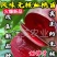 【新品】风味无核血桃苗改良新品自然无核甜度高包邮
